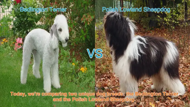 Video thumbnail for Bedlington Terrier vs. Polish Lowland Sheepdog: A Comparison