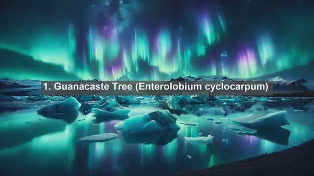 Video thumbnail for Exploring Nicaragua's Natural Diversity: Top 10 Native Plants