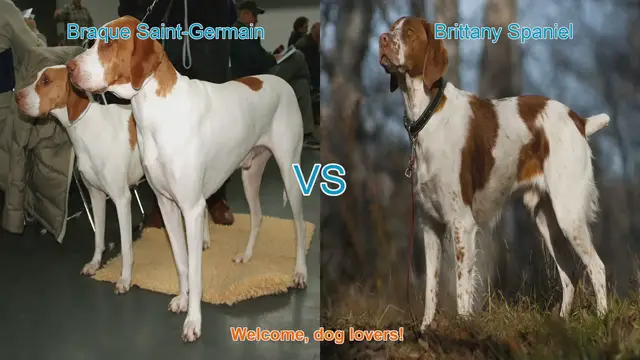 Video thumbnail for Braque Saint-Germain vs. Brittany Spaniel: A Comprehensive Comparison