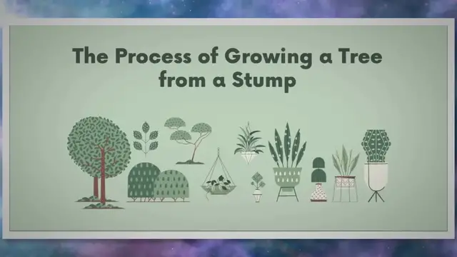 Video thumbnail for The Resilience Of Stumps: Unlocking The Potential Of Growing Trees From A Stump