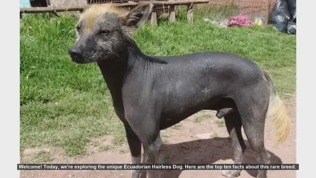 Video thumbnail for Top 10 Fascinating Facts About the Ecuadorian Hairless Dog