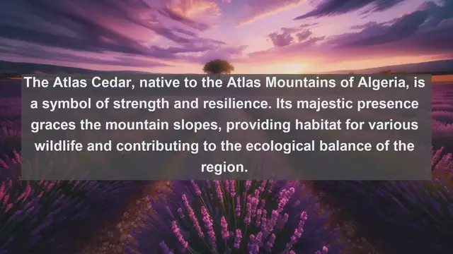 Video thumbnail for Discover Algeria's Botanical Treasures: Top 10 Native Plants