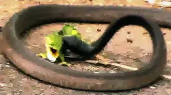 Video thumbnail for Battle Between a Boomslang Snake and a Flap-Necked Chameleon