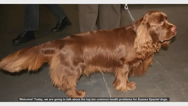 Video thumbnail for Top 10 Common Health Problems in Sussex Spaniel Dogs