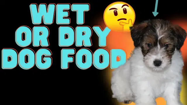 Video thumbnail for Diets For Jack Russell Terriers (Wet Food Vs. Dry Food)+ Pros and Cons