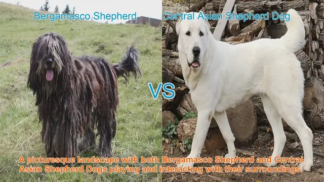 Video thumbnail for Bergamasco Shepherd vs. Central Asian Shepherd Dog: A Comparative Guide