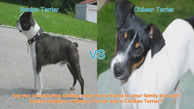 Video thumbnail for Boston Terrier vs. Chilean Terrier: A Comprehensive Comparison
