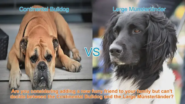 Video thumbnail for Choosing Between Continental Bulldog and Large Münsterländer: A Comprehensive Comparison