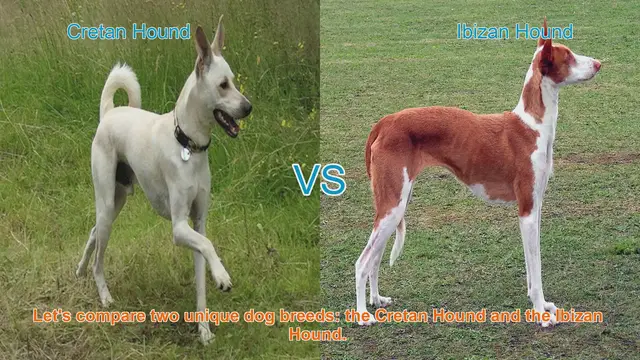 Video thumbnail for Comparing Cretan Hound and Ibizan Hound: A Comprehensive Guide