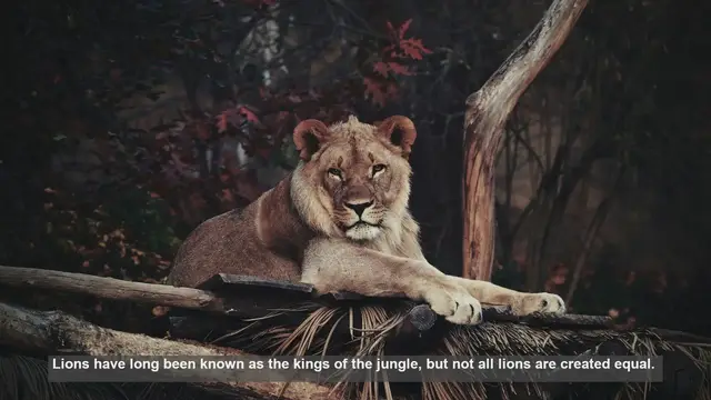 Video thumbnail for 10 Unique Lion Features: Rare Physical Traits in Big Cats