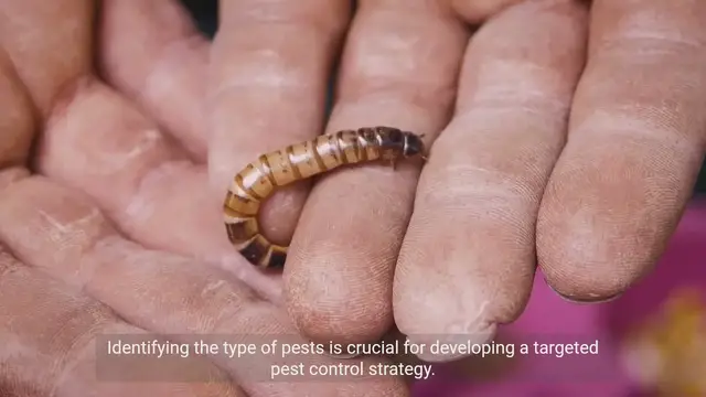 Video thumbnail for Effective Pest Management Techniques