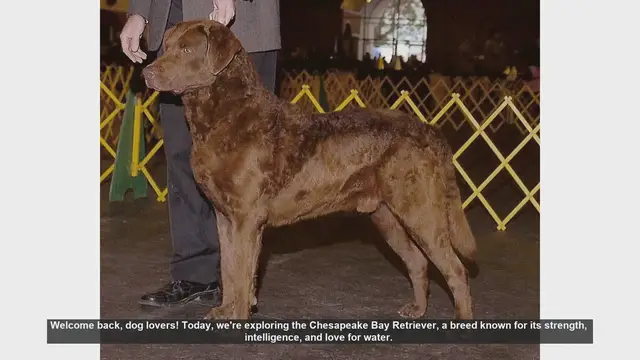 Video thumbnail for Top 10 Facts About the Chesapeake Bay Retriever