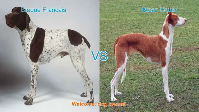 Video thumbnail for Braque Français vs. Ibizan Hound: A Comparison of Two Unique Dog Breeds