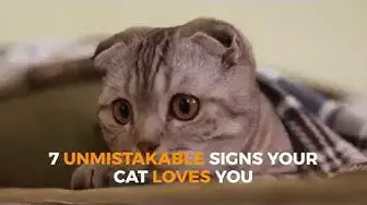 'Video thumbnail for 7 UNMISTAKABLE SIGNS Your cat loves you'