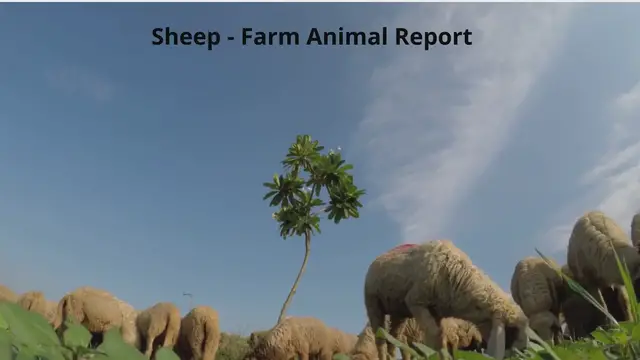 Video thumbnail for Sheep grazing in Field