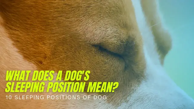 'Video thumbnail for What does a dog's sleeping position mean? 10 Sleeping Positions of Dog'