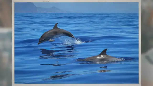 Video thumbnail for Why Do Dolphins Follow Boats?