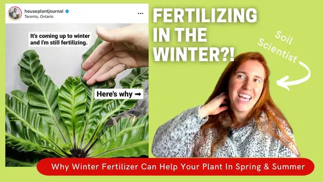 Video thumbnail for Should You Fertilize Houseplants In The Winter? The Science Of Fertilizing For Faster Summer Growth.