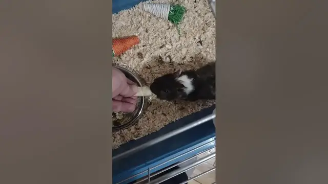 'Video thumbnail for Guinea pigs eat apple'