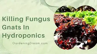 Video thumbnail for Killing Fungus Gnats In Hydroponics
