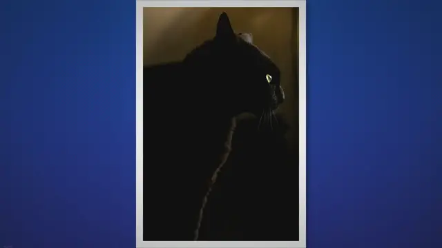 'Video thumbnail for 9 Interesting Facts About Black Cats'