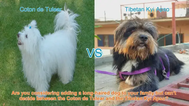 Video thumbnail for Coton de Tulear vs. Tibetan Kyi Apso: A Comparison of Long-Haired Dog Breeds