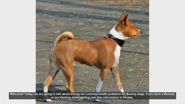 Video thumbnail for Top 10 Common Health Problems in Basenji Dogs