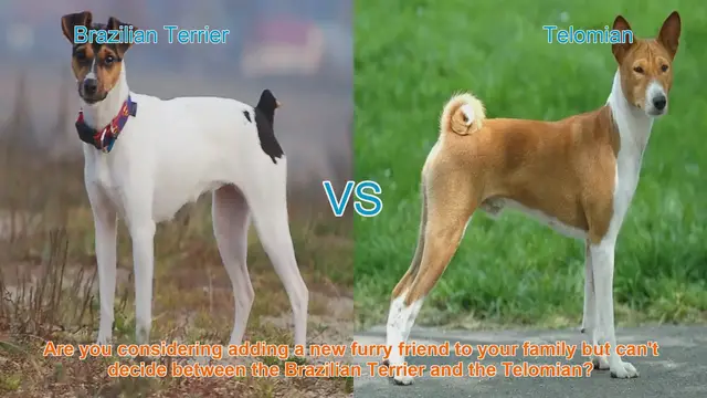 Video thumbnail for Brazilian Terrier vs. Telomian: A Comparison of Two Unique Dog Breeds