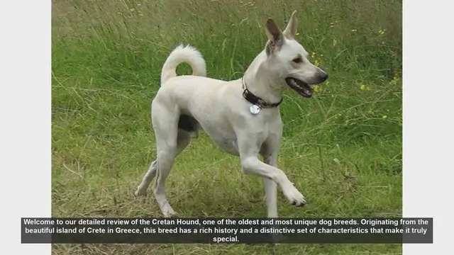 Video thumbnail for Cretan Hound: Ancient Breed with Modern Appeal - A Comprehensive Review