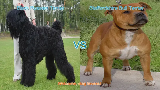 Video thumbnail for Black Russian Terrier vs. Staffordshire Bull Terrier: A Comprehensive Comparison