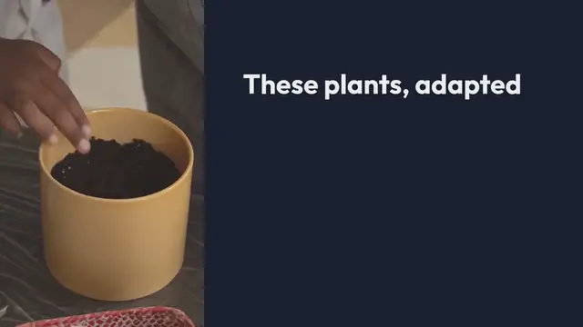 Video thumbnail for Drought-Resistant Plants