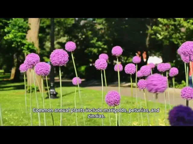 Video thumbnail for What Is An Annual Plant?