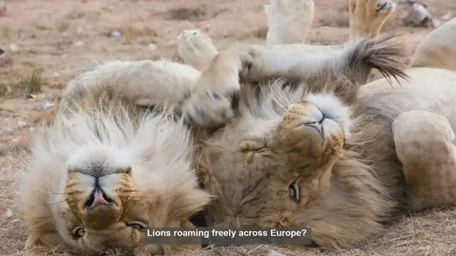Video thumbnail for 10 Historical Records of Lions in Europe: A Forgotten Natural History