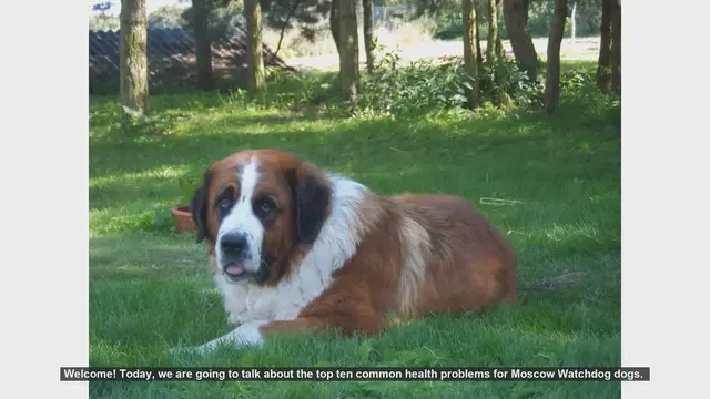 Video thumbnail for Top 10 Common Health Problems in Moscow Watchdogs