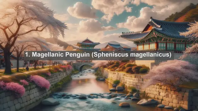 Video thumbnail for Wings of the Falklands: Exploring the Top 10 Native Birds