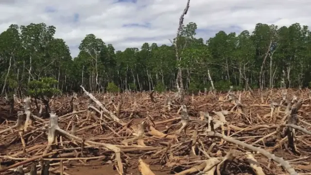 Video thumbnail for What is Deforestation? - वनों की कटाई के नुकसानों को समझने में दूसरों की मदद करना?