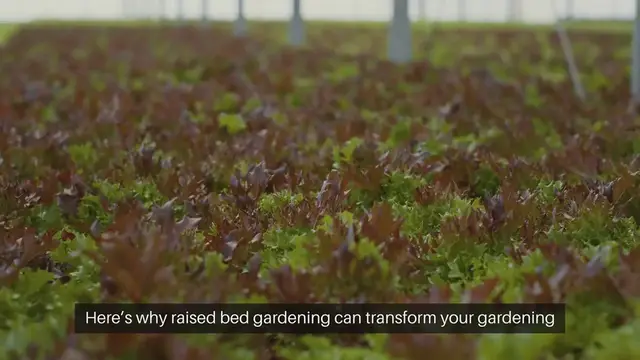 Video thumbnail for Raised Bed Gardening Benefits Explained