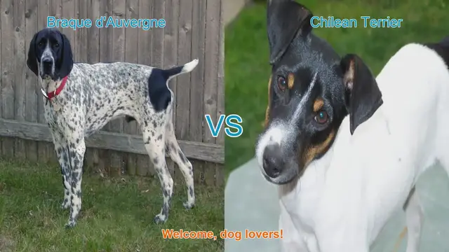 Video thumbnail for Braque d'Auvergne vs. Chilean Terrier: A Comparison of Two Unique Dog Breeds