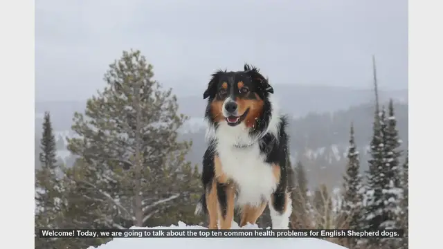 Video thumbnail for Top 10 Common Health Problems in English Shepherd Dogs