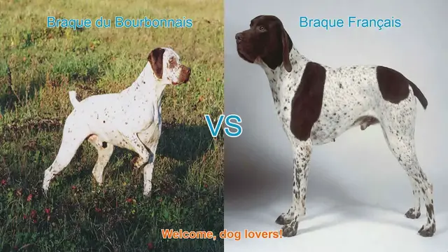 Video thumbnail for Braque du Bourbonnais vs. Braque Français: A Comprehensive Comparison