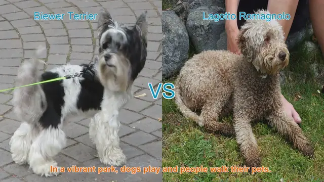 Video thumbnail for Biewer Terrier vs. Lagotto Romagnolo: A Comparison of Two Beloved Dog Breeds