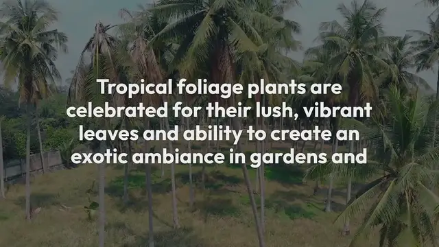 Video thumbnail for Tropical Foliage Plants