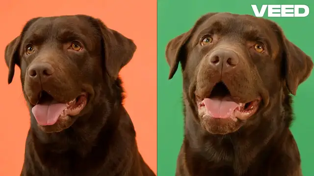 Video thumbnail for Wet Dog Food_ The Ultimate Game Changer