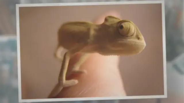'Video thumbnail for Do Chameleons Like to Be Held?'
