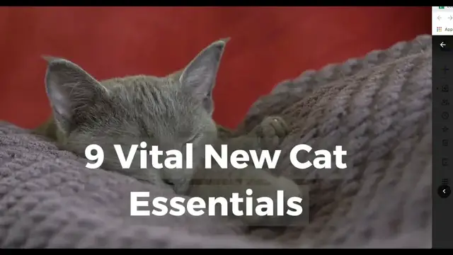 'Video thumbnail for 9 Vital New Cat Essentials'