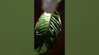 Video thumbnail for Watering My Plant Frank