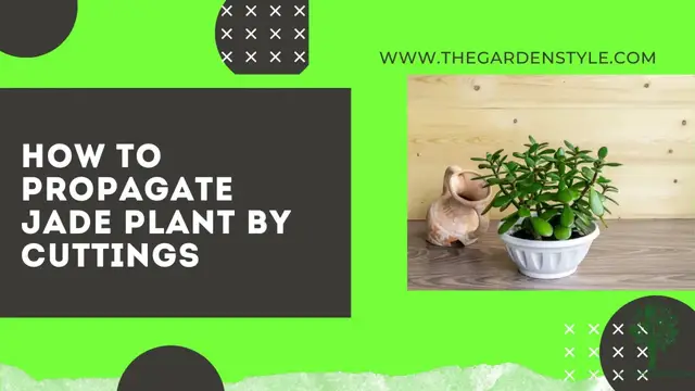 Video thumbnail for How to Propagate Jade Plant Step by Step - (Crassula ovata) 🌵