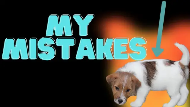 Video thumbnail for Top Mistakes I've Made With My Jack Russell Terrier (Avoid All Of These)