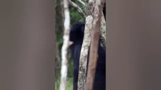 Video thumbnail for Sloth Bear trying to climb trees #shorts