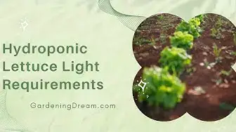 Video thumbnail for Hydroponic Lettuce Light Requirements